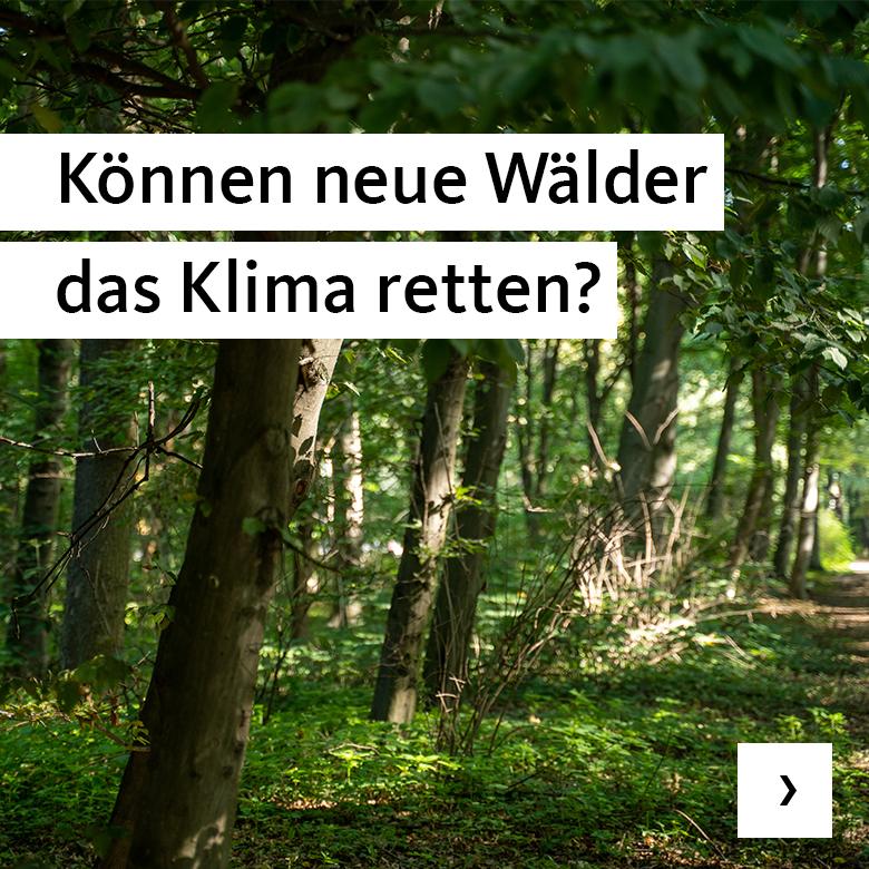 Können neue Wälder das Klima retten?