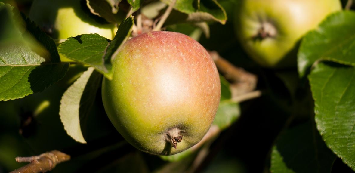 Foto: Apfel Foto: Apfel