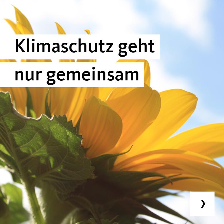 Sonnenblume