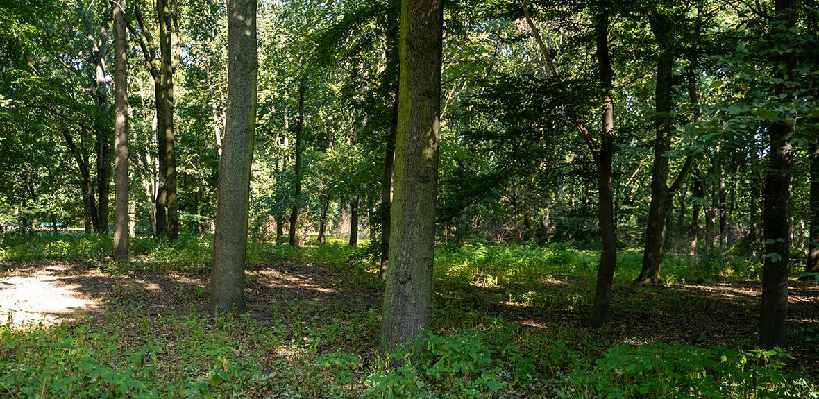 Wald Wald